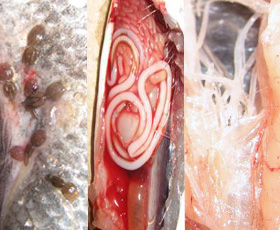 Examples of critters