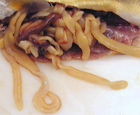 Fish with fluke-like / flatworm critters