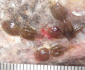 Fish with insect/louse-like critters