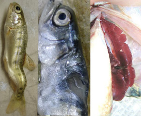 Examples of other abnormalities