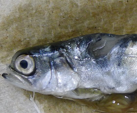 Fish with fluke-like / flatworm critters