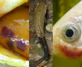 Examples of patches and lesions