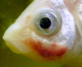 Fish with red patch