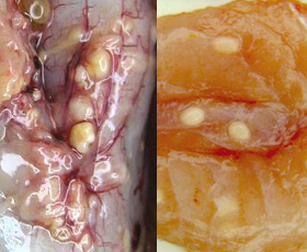 Fish with pale spots