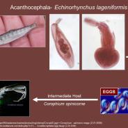 Life cycle of the acanthocephalan Echinorhynchus.