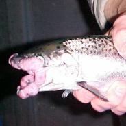 Tumors on lips of spring Chinook salmon.