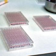 Cell well culture plates for virus testing