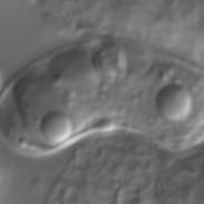 L14m7809_0900b_100nm_9h_6f.jpg