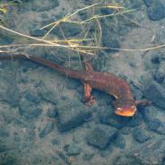 Rough-skinned newt