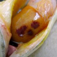 Fish liver showing dark red lesions due to C. shasta infection.