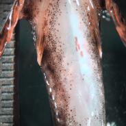 Microsporidian cysts on ventral surface of sculpin.