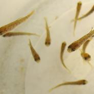 Rainbow trout fry.