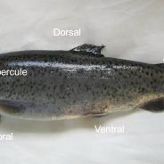 Trout with fins named.