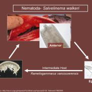 Life cycle of the nematode Salvelinema walkeri.