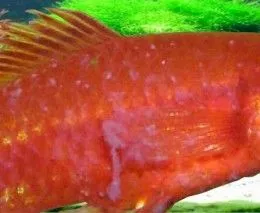 Signs of velvet disease - white spots similar to Ich