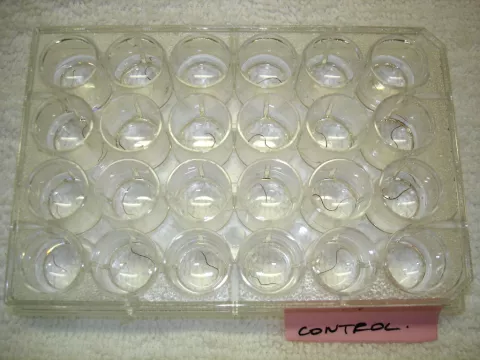 Tubifex worms in a cell-well plate.